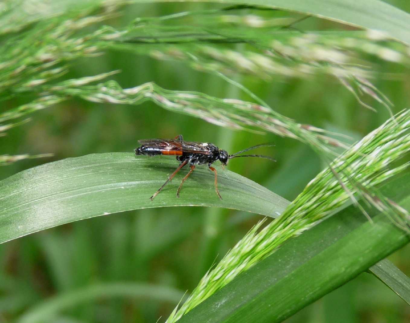 Ichneumonidae? No. Tenthredinidae